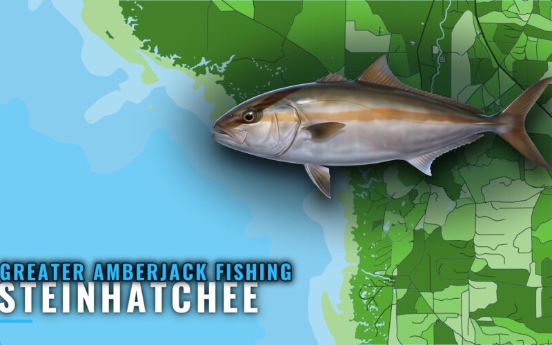 Greater Amberjack Fishing Out of Steinhatchee, Florida
