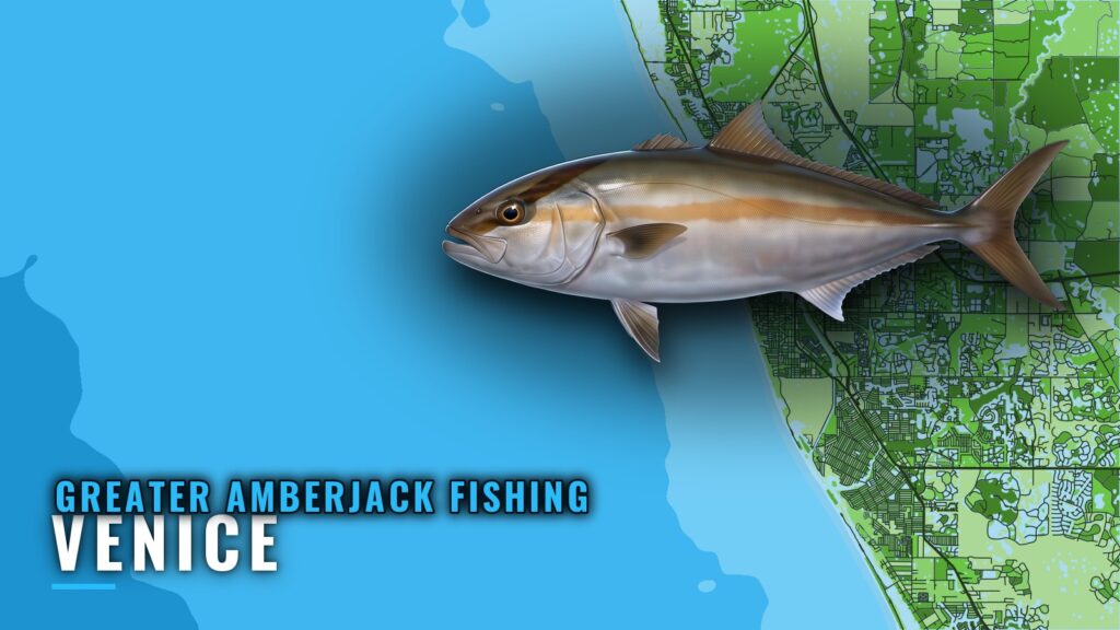 Greater Amberjack Fishing out of Venice: Wrecks and Reefs