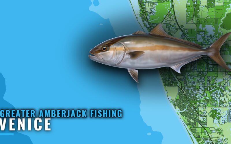 Greater Amberjack Fishing out of Venice: Wrecks and Reefs