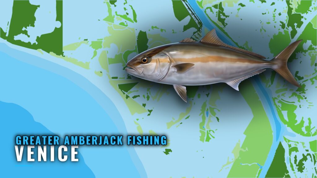 Greater Amberjack Fishing Out of Venice: Grounds and Runs