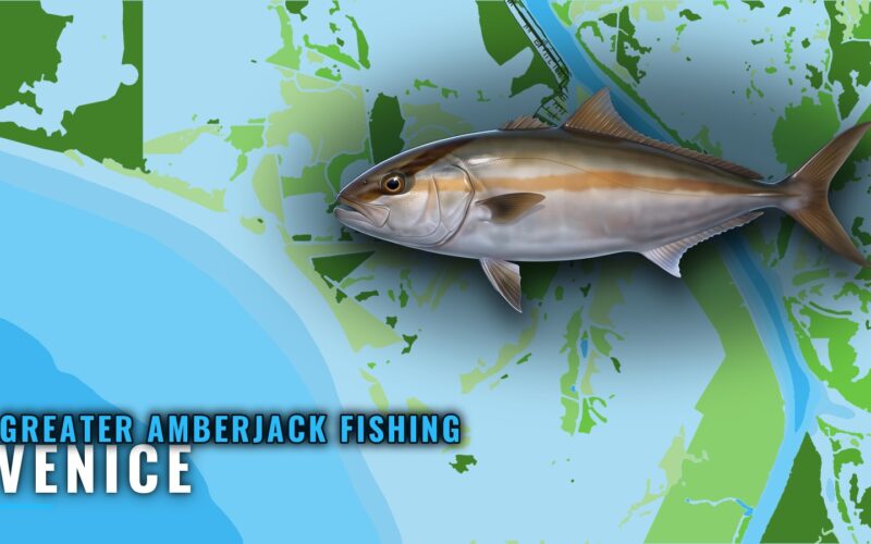 Greater Amberjack Fishing Out of Venice: Grounds and Runs
