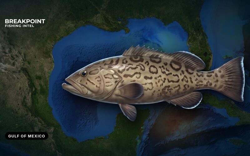 Gulf of Mexico Federal Reef Fish Rules: How They Work