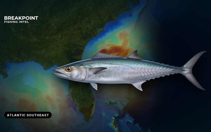 King Mackerel Fishing in the Atlantic Southeast: A Guide