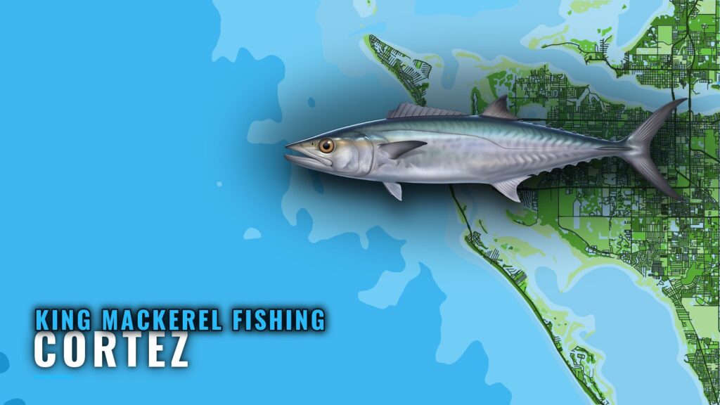 King Mackerel Fishing Out of Cortez: Reefs, Runs and Season