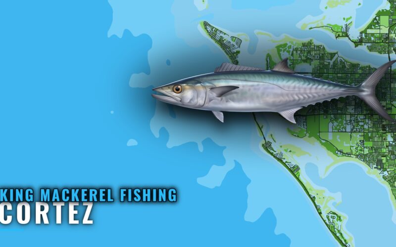 King Mackerel Fishing Out of Cortez: Reefs, Runs and Season
