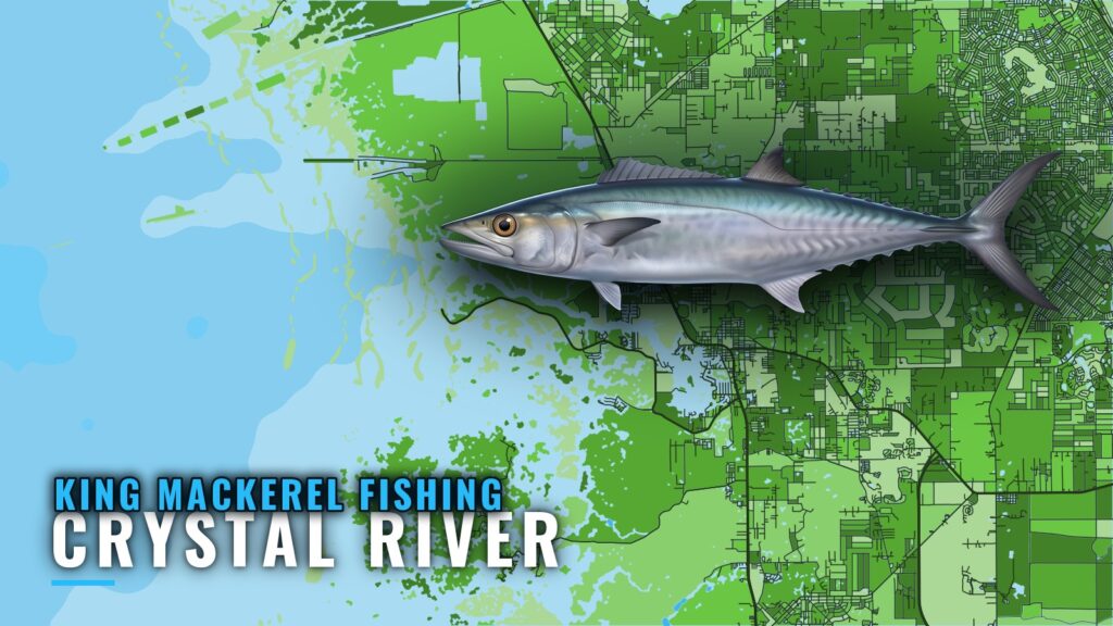 King Mackerel Fishing Out of Crystal River: Reefs and Runs