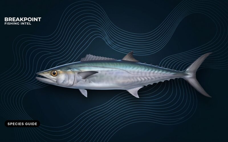King Mackerel Fishing Guide: ID, Seasons, Methods and Rules