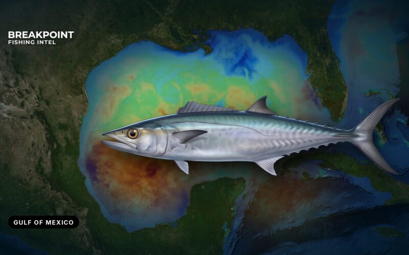King Mackerel Fishing in the Gulf of Mexico: Runs and Rigs