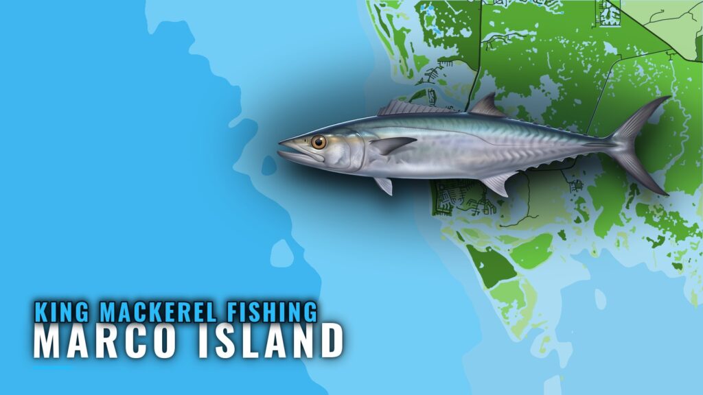 King Mackerel Fishing out of Marco Island: Season and Depth