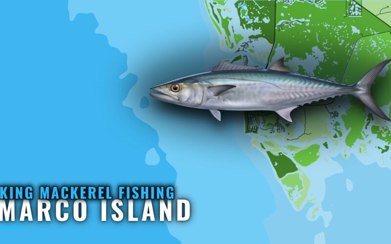 King Mackerel Fishing out of Marco Island: Season and Depth