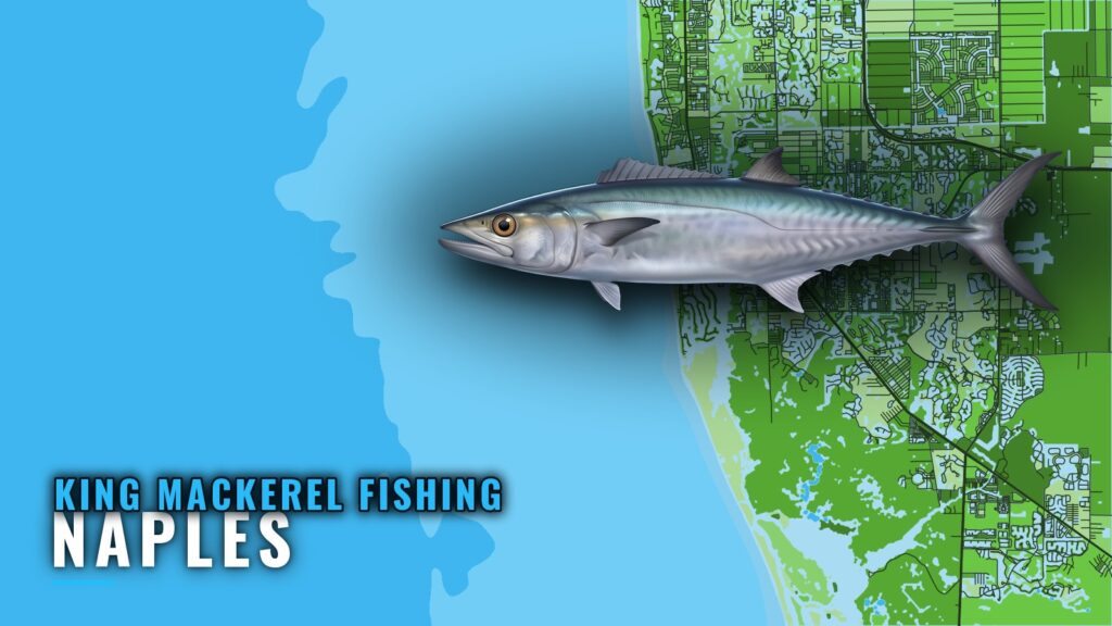 King Mackerel Fishing Out of Naples: When, Where and How