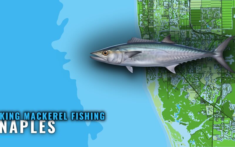 King Mackerel Fishing Out of Naples: When, Where and How