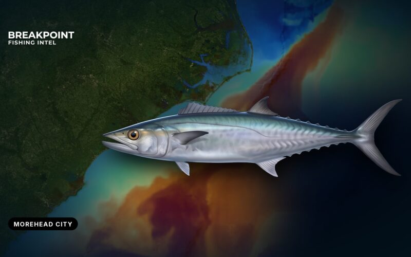 King Mackerel Fishing off Morehead City: Reefs and Rules