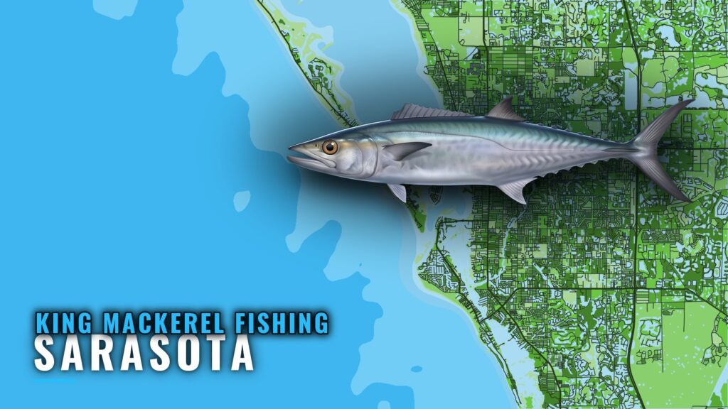 King Mackerel Fishing Out of Sarasota: Grounds and Runs