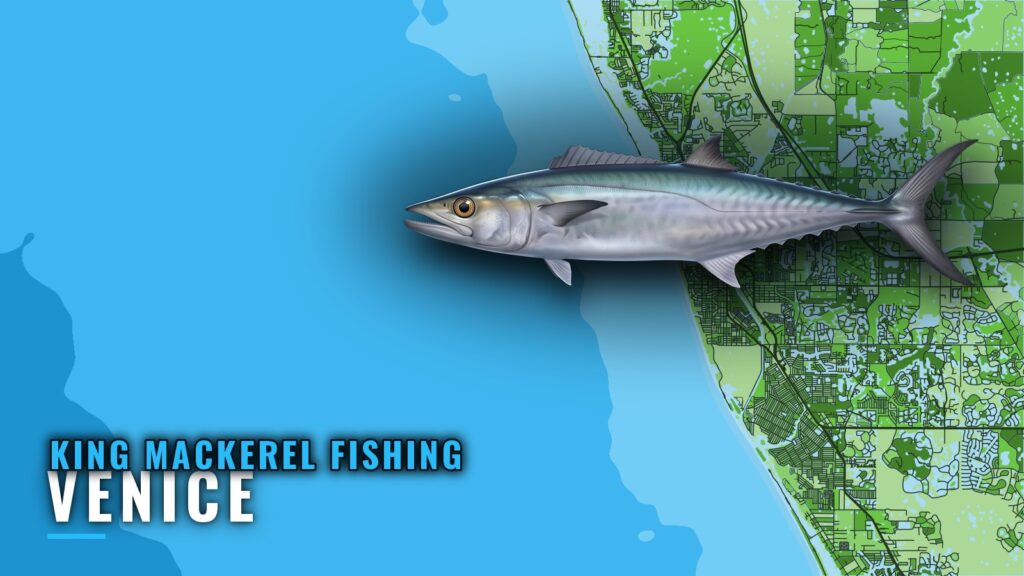 King Mackerel Fishing Out of Venice: Reefs, Runs, Methods