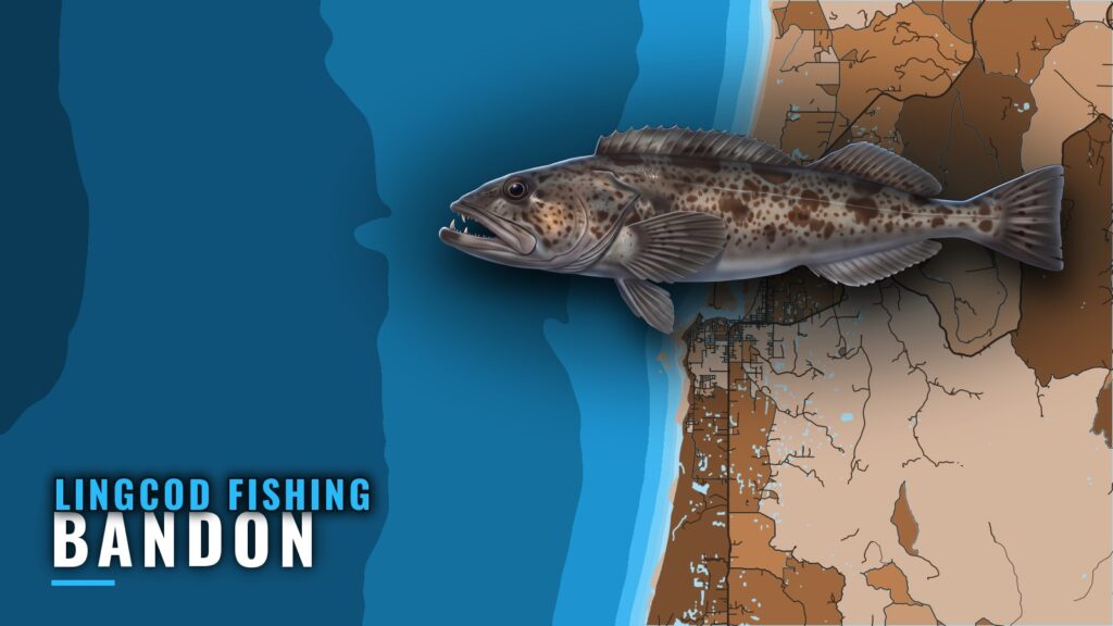 Lingcod Fishing Out of Bandon: Season, Run and Grounds