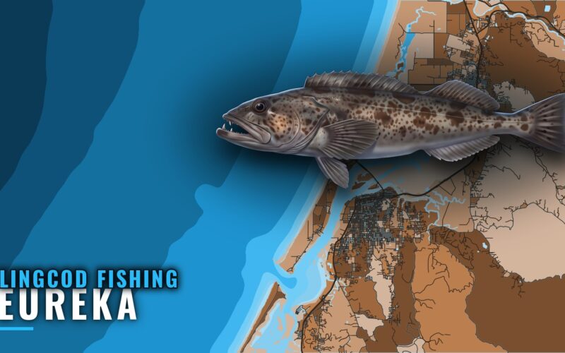 Lingcod Fishing Out of Eureka: Season, Grounds and Charters