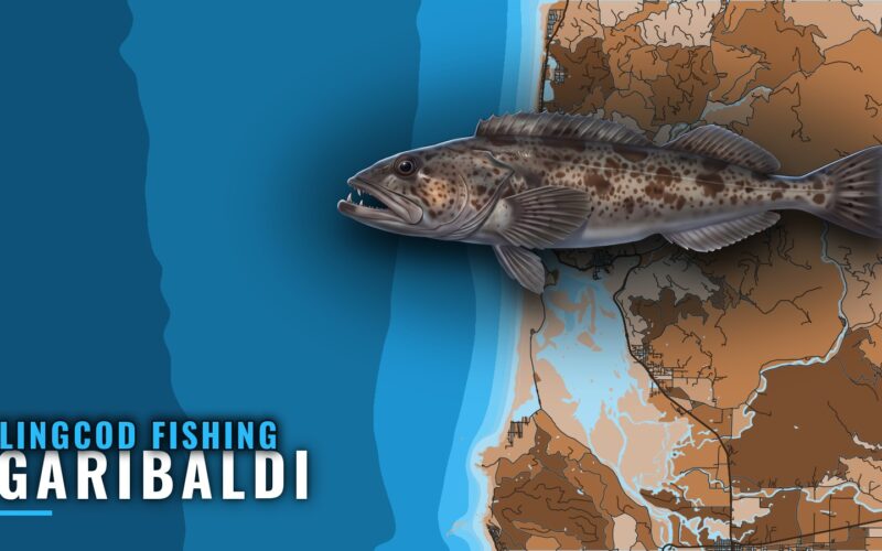 Lingcod Fishing Out of Garibaldi: Reef, Rock and Buoy