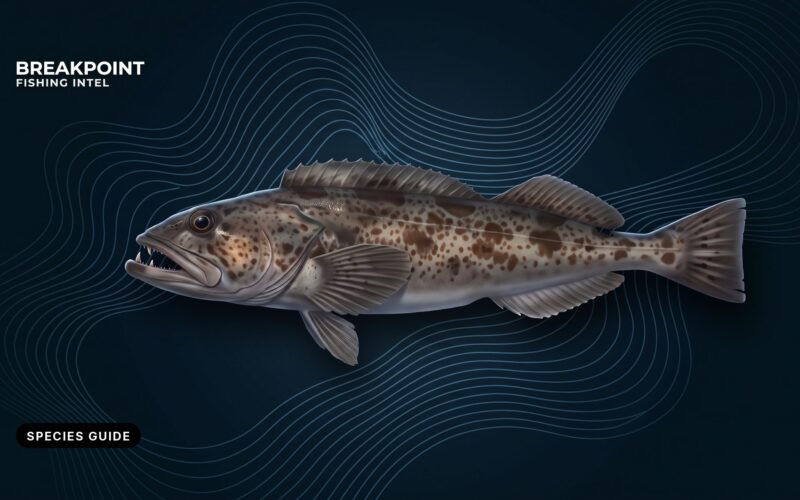 Lingcod Fishing Guide: ID, Habitat, Tactics and Rules