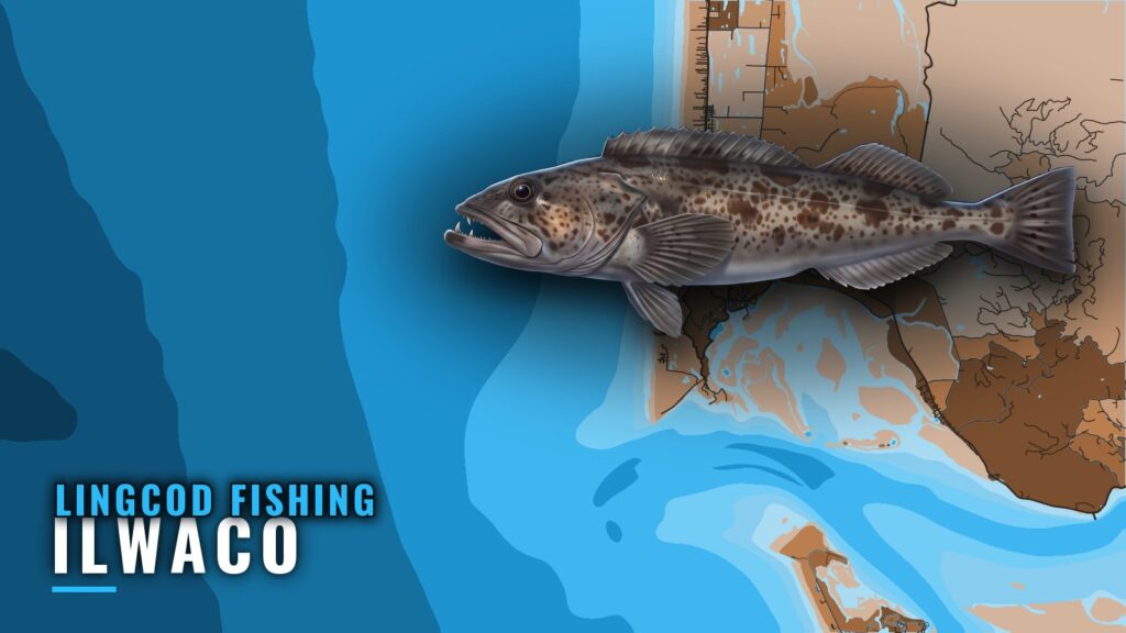 Lingcod Fishing Out of Ilwaco: Astoria Canyon and Charters