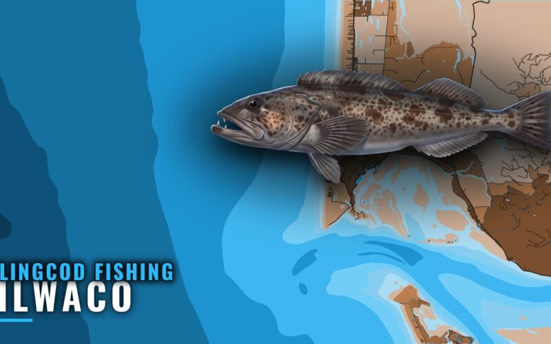 Lingcod Fishing Out of Ilwaco: Astoria Canyon and Charters