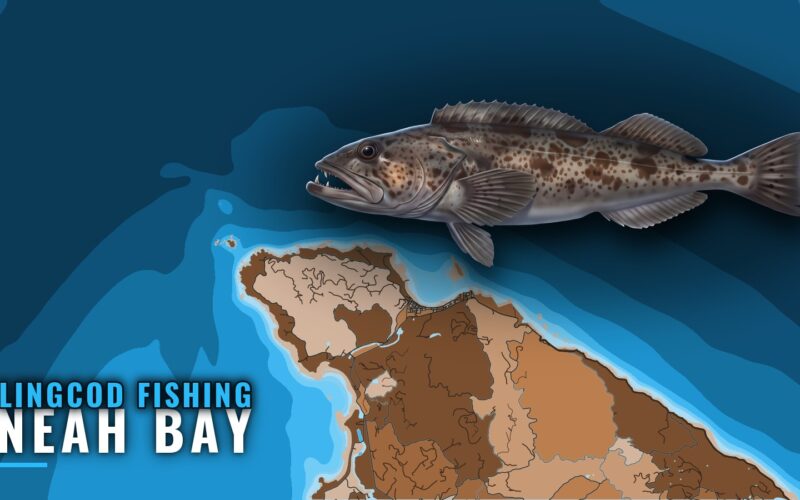 Lingcod Fishing Out of Neah Bay: Grounds, Depths, Season