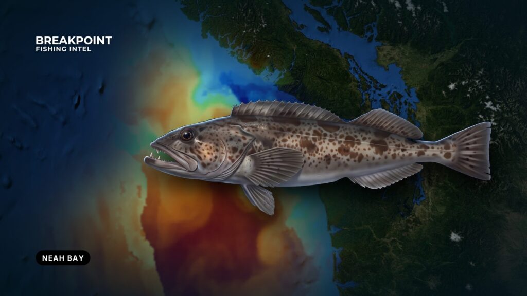 Lingcod Fishing off Neah Bay, Washington: A Local Guide