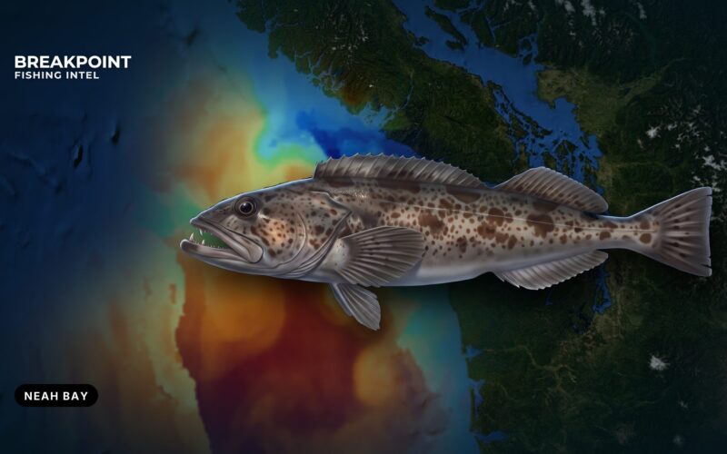 Lingcod Fishing off Neah Bay, Washington: A Local Guide