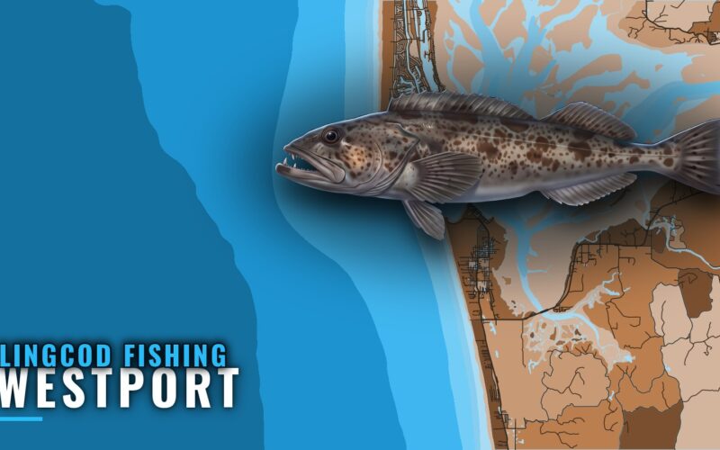 Lingcod Fishing Out of Westport: Grounds, Depths, Methods