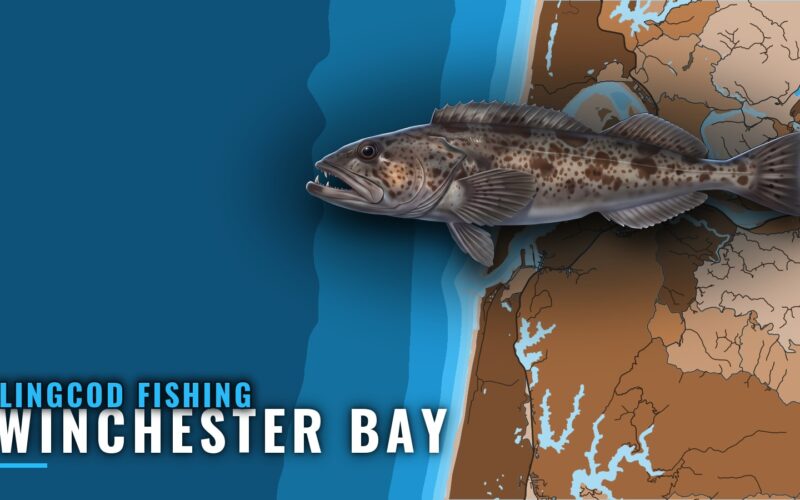 Lingcod Fishing Out of Winchester Bay: Grounds and Timing