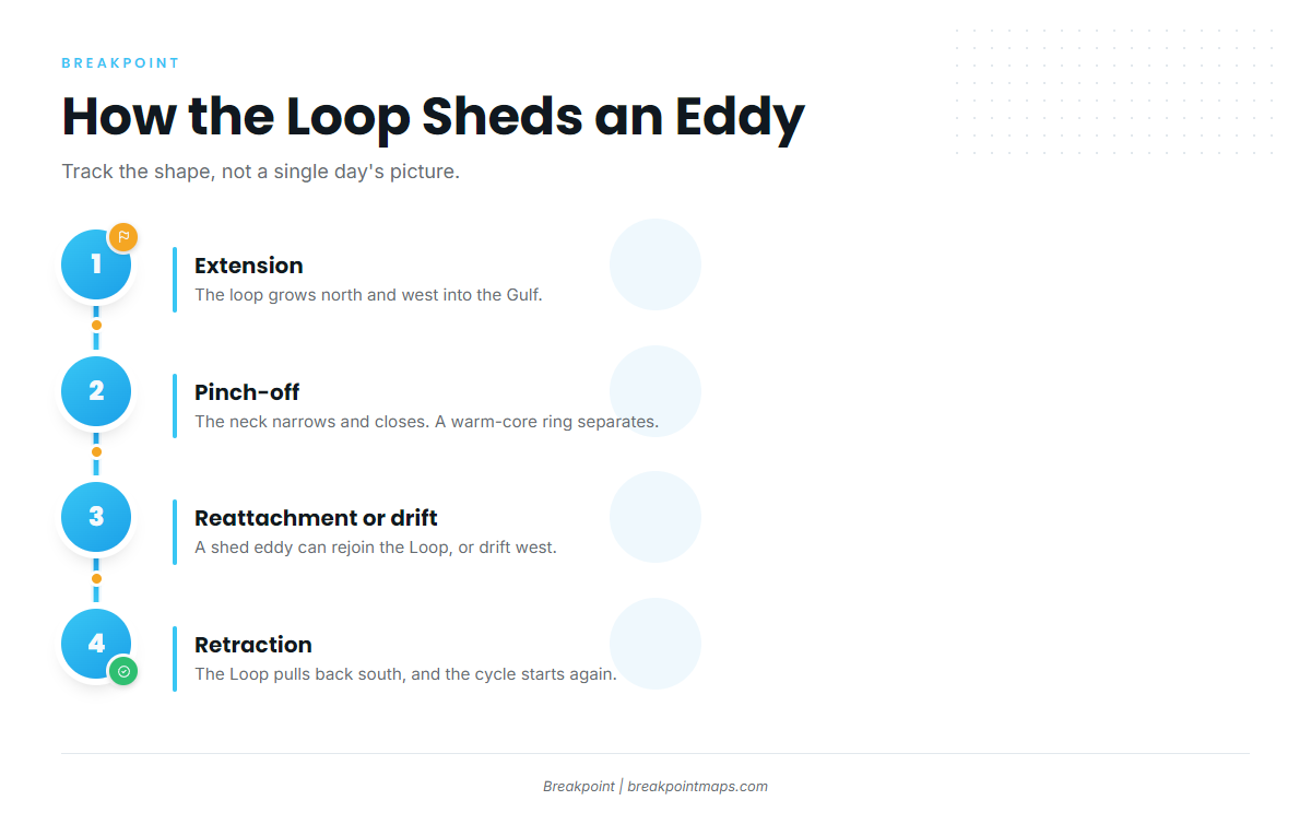 How the Loop Current Changes Shape and Sheds Eddies