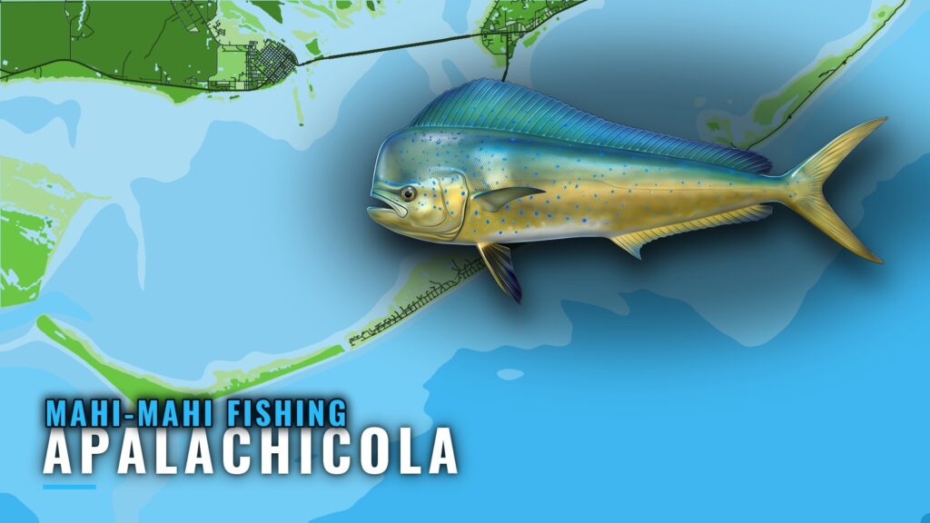 Mahi-mahi Fishing Out of Apalachicola: Grounds and Season