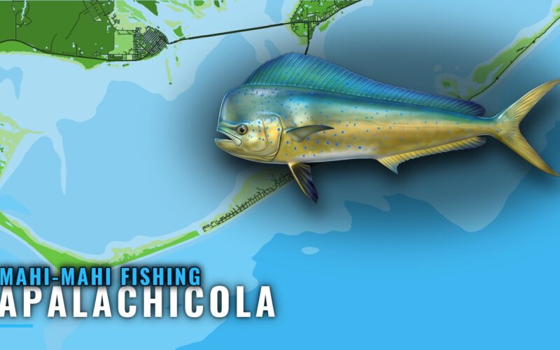 Mahi-mahi Fishing Out of Apalachicola: Grounds and Season