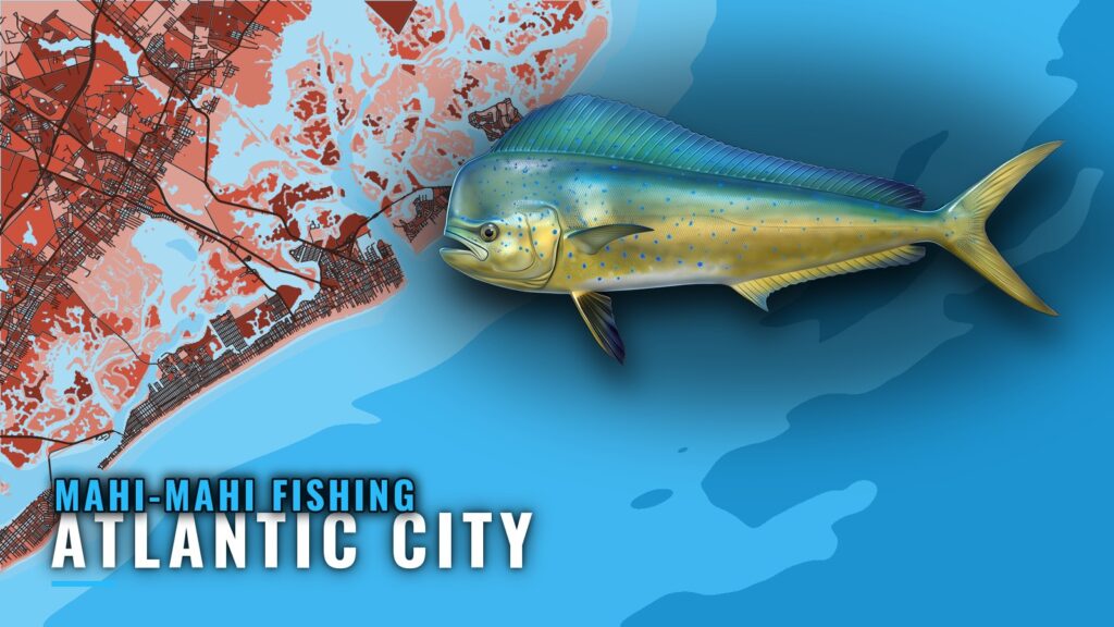 Mahi-mahi Fishing Out of Atlantic City: Grounds and Methods