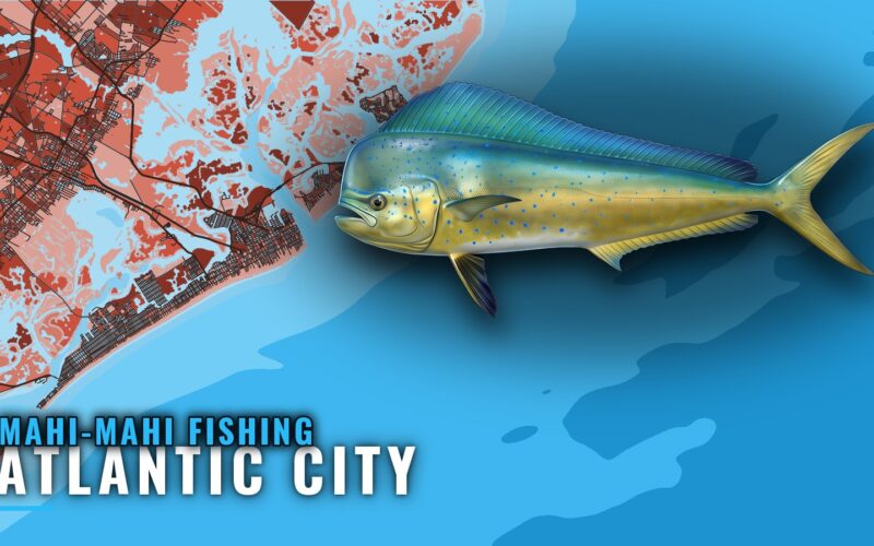 Mahi-mahi Fishing Out of Atlantic City: Grounds and Methods