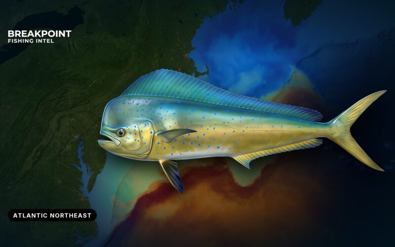 Mahi-Mahi Fishing in the Atlantic Northeast: Water and Rules