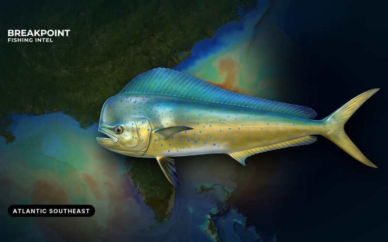 A Guide to Mahi-Mahi Fishing in the Atlantic Southeast