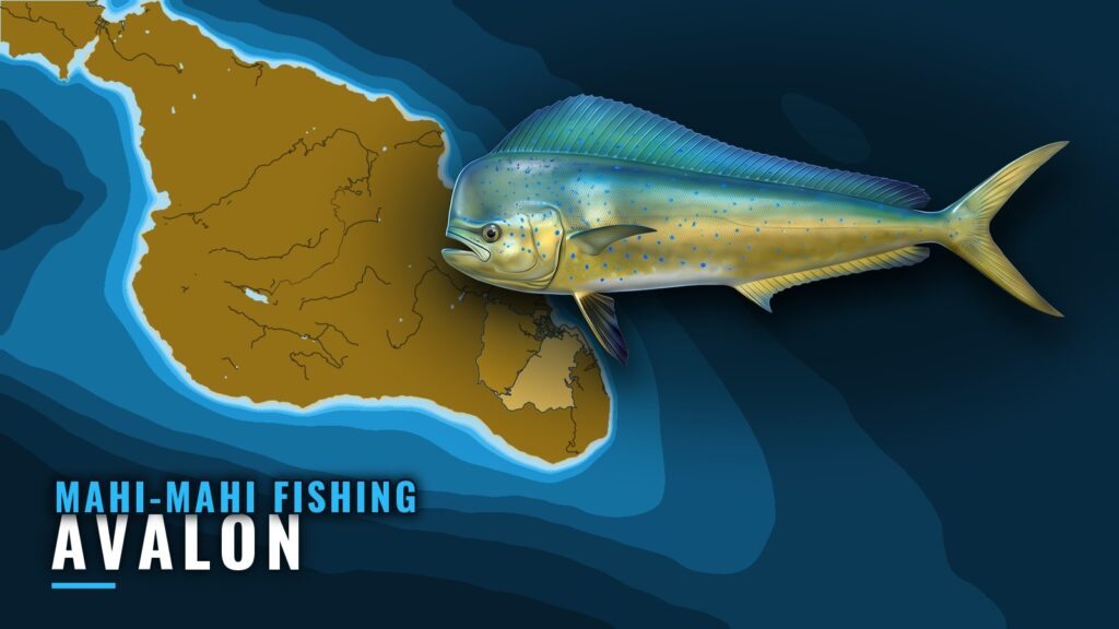 Mahi-Mahi Fishing Out of Avalon: Season, Grounds, Trolling
