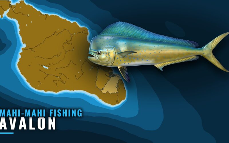 Mahi-Mahi Fishing Out of Avalon: Season, Grounds, Trolling