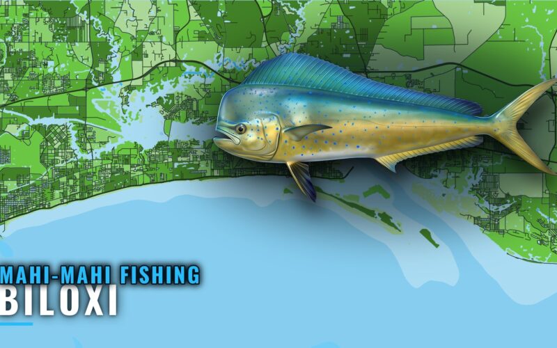 Mahi-Mahi Fishing Out of Biloxi: Season, Rigs and Grounds