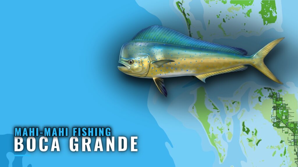 Mahi-Mahi Fishing Out of Boca Grande: Reefs and Runs
