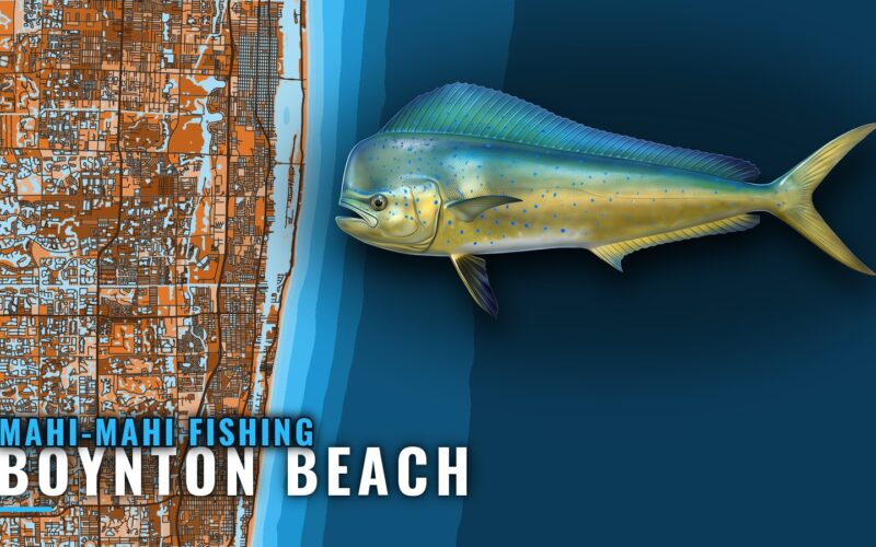 Mahi-mahi fishing out of Boynton Beach: when, where, how