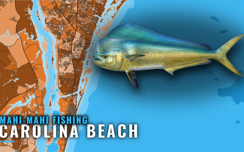 Mahi-Mahi Fishing Out of Carolina Beach: Runs and Grounds