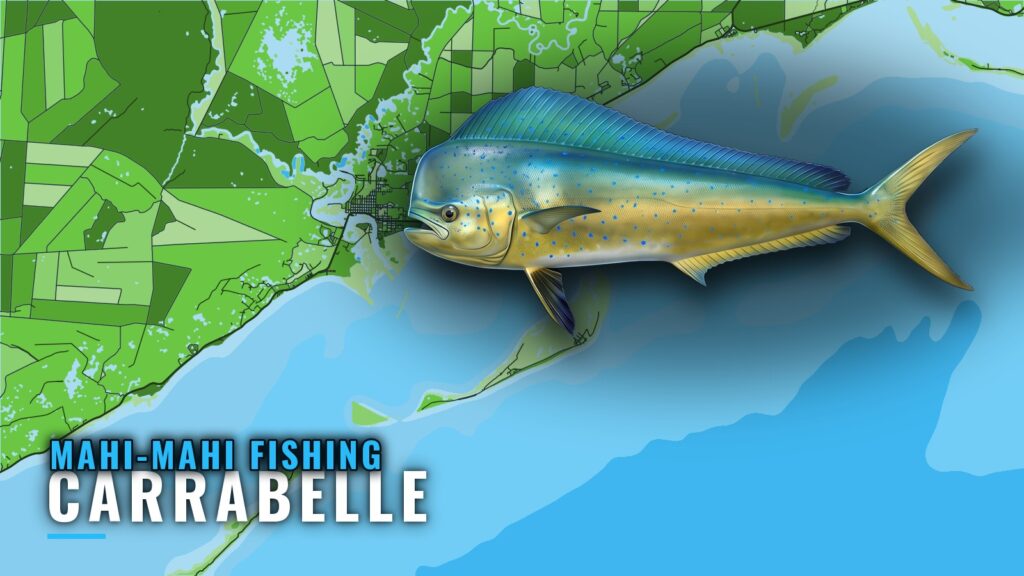 Mahi-mahi Fishing out of Carrabelle: Season, Runs, Methods