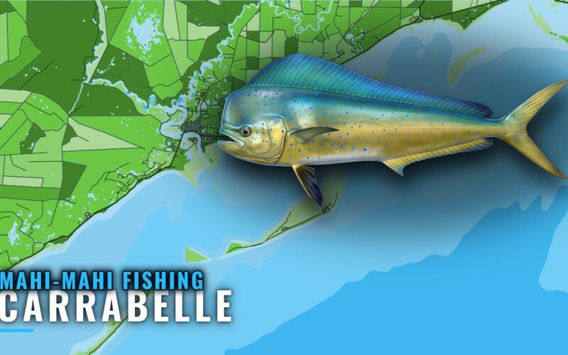 Mahi-mahi Fishing out of Carrabelle: Season, Runs, Methods