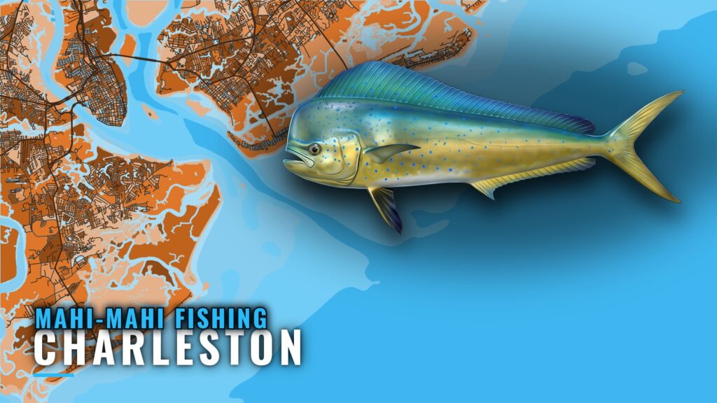 Mahi-mahi fishing out of Charleston, South Carolina