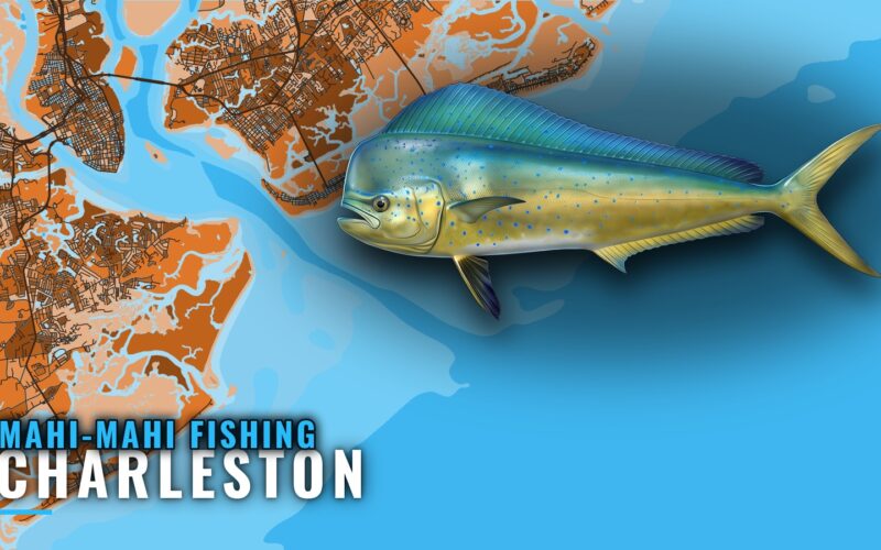 Mahi-mahi fishing out of Charleston, South Carolina