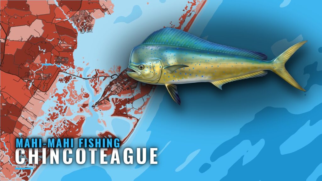 Mahi-mahi Fishing Out of Chincoteague: Runs and Wrecks