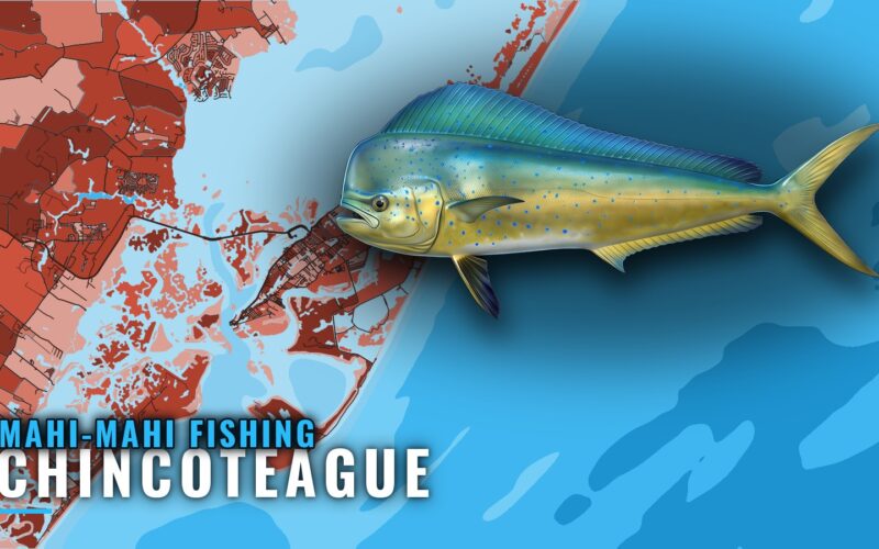 Mahi-mahi Fishing Out of Chincoteague: Runs and Wrecks