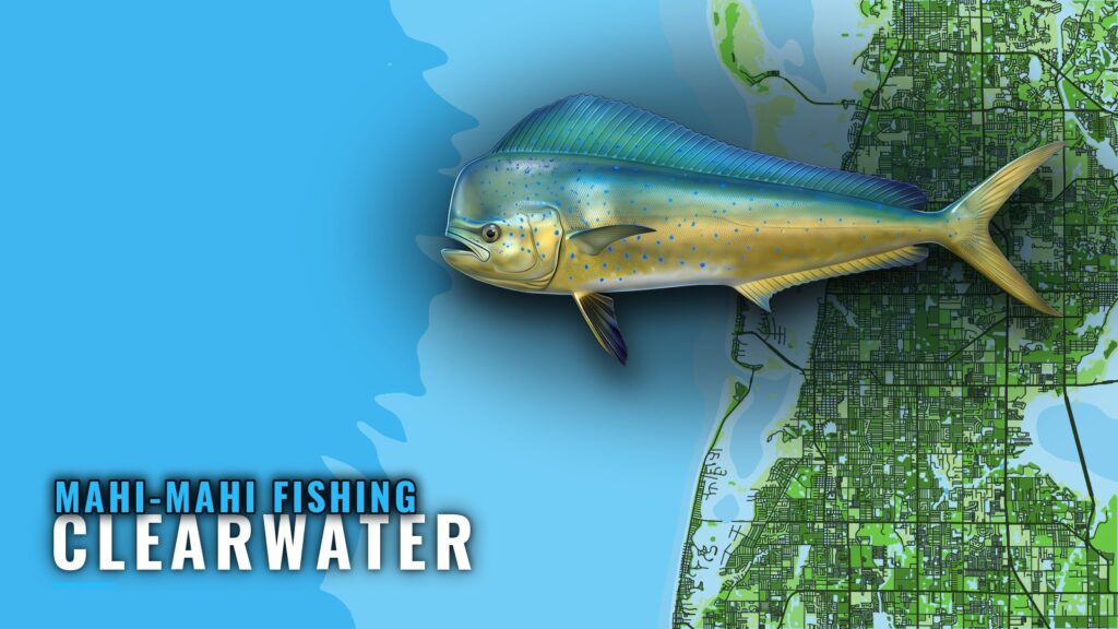 Mahi-mahi fishing out of Clearwater: runs, reefs, trolling
